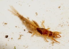 Ichthybotus hudsoni