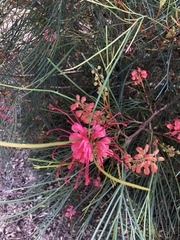 Grevillea dimorpha