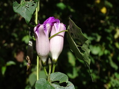 Ipomoea orizabensis austromexicana