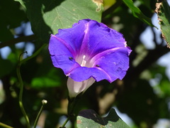 Ipomoea orizabensis austromexicana