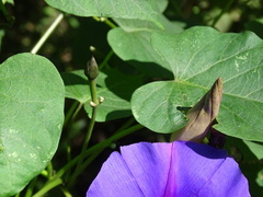 Ipomoea orizabensis austromexicana