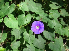 Ipomoea orizabensis austromexicana