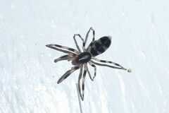Lampona cylindrata
