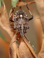 Oncocoris apicalis