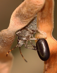 Oncocoris apicalis