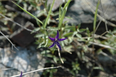 Campanula aurita
