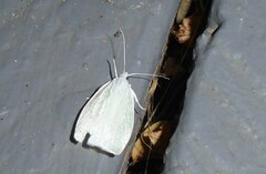 Nymphostola galactina