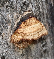 Hexagonia vesparia