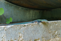 Platysaurus mitchelli