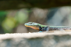 Platysaurus mitchelli