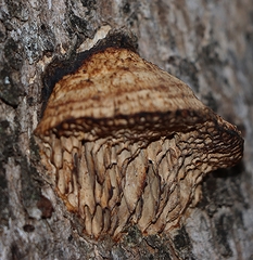 Hexagonia vesparia