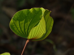 Piliostigma foveolatum