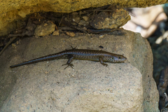 Trachylepis maculilabris