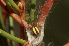 Zygiellinae