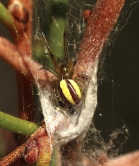 Zygiellinae
