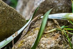 Trachylepis maculilabris