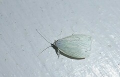 Nymphostola galactina