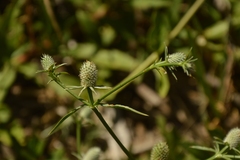 Eryngium echinatum