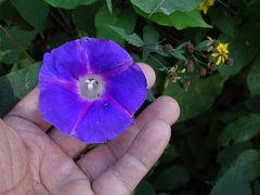 Ipomoea orizabensis austromexicana