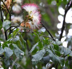Archidendron grandiflorum