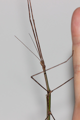 Cladoxerus