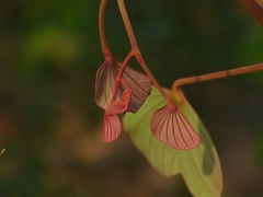 Piliostigma foveolatum