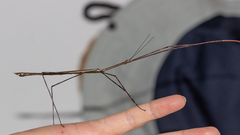 Cladoxerus