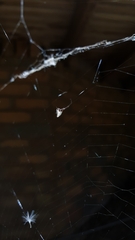 Argyrodes antipodianus