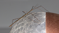 Cladoxerus