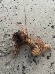 Zosteraceae