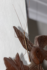 Cladoxerus