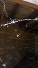 Argyrodes antipodianus