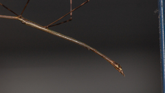 Cladoxerus