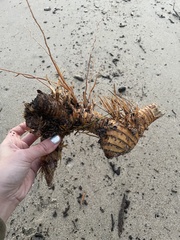 Zosteraceae