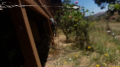 Argyrodes antipodianus