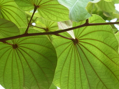 Piliostigma foveolatum