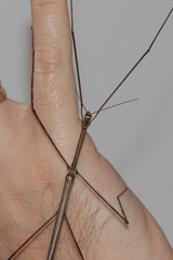 Cladoxerus