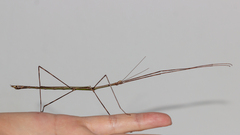 Cladoxerus