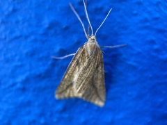 Aspitates collinaria