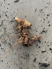 Zosteraceae