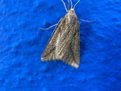 Aspitates collinaria