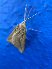 Aspitates collinaria