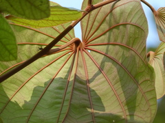 Piliostigma foveolatum