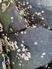 Chthamalus stellatus