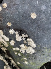 Chthamalus stellatus