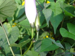 Ipomoea orizabensis austromexicana
