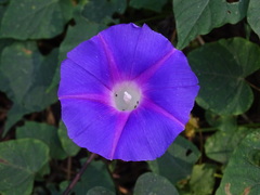 Ipomoea orizabensis austromexicana