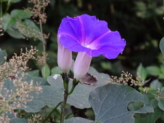 Ipomoea orizabensis austromexicana