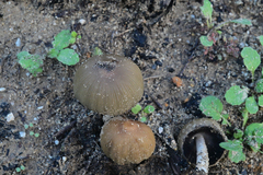 Coprinellus bipellis
