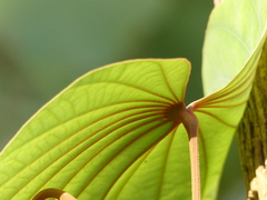 Piliostigma foveolatum